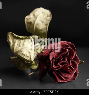 Red dry rose on a black background. Dried rose on dark. Unhappy love. Broken heart. Sadness. Sorrow. Stock Photo