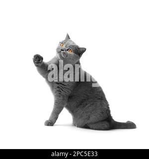 A fat shorthair cat with big red eyes sits on a white background. Animal obesity. British cat on a white background. Stock Photo