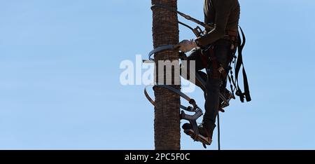 Man working at the top of a palm tree. Worker who pruning palm trees in harness trims. Cleaning and cutting palm trees. Dangerous job Stock Photo