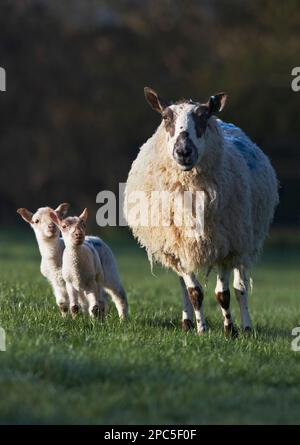 Ewe and two twin lambs in early April springtime Mule ewe x Charolais lambs looking towards there mother Stock Photo