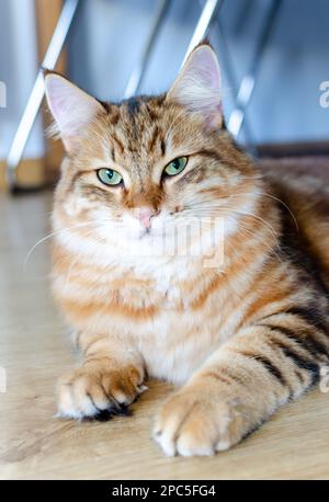 Yellow 2024 siberian cat