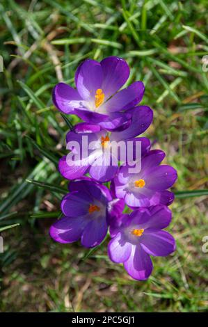Crocuses (croci) in bloom. Purple flowers and green grass. Spring is coming. Spring signs. Stock Photo