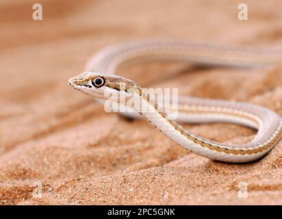 Karoo Sand Snake (Psammophis notostictus) moving over sand dune, Namibia, January Stock Photo