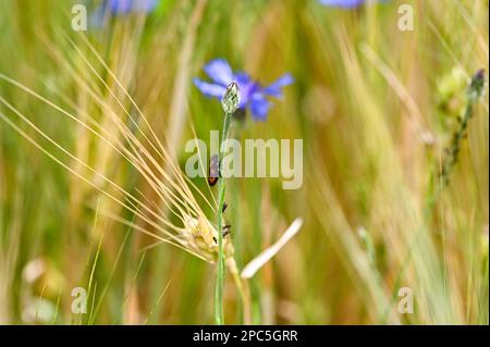 A leafhopper (Cercopidae) perches on a blue cornflower in a cornfield with aphids on the flower stalk Stock Photo