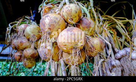 Onions. Drying onions after harvesting. Bulbs in a bundle Stock Photo