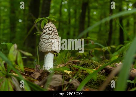 Coprinopsis picacea is a species of fungus in the Psathyrellaceae. It is commonly called magpie fungus. Small mushroom in autumn. Stock Photo