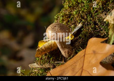 Armillaria mellea, commonly known as honey fungus, is a basidiomycete fungus in the genus Armillaria. Beautiful edible mushroom. Stock Photo