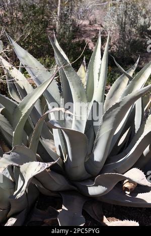 Agave asperrima - rough agave. Stock Photo