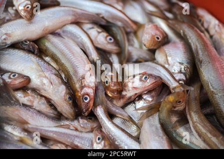 Fresh fished European smelt or anchovies, species of fish in the family Osmeridae, close up Stock Photo