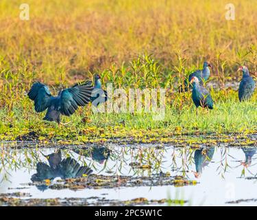 Purple Swamphen roaming in a wet land Stock Photo