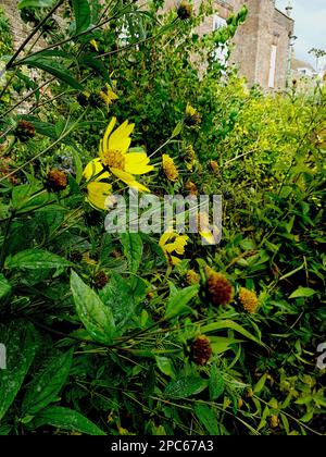 A mixed border with an old stone house in the background. Stock Photo