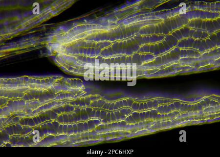 Microscopic view of peat moss (Sphagnum) leaves. Darkfield illumination. Stock Photo