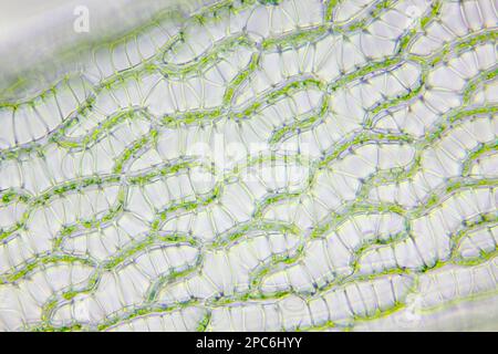 Microscopic view of peat moss (Sphagnum) leaf detail. Brightfield illumination. Stock Photo
