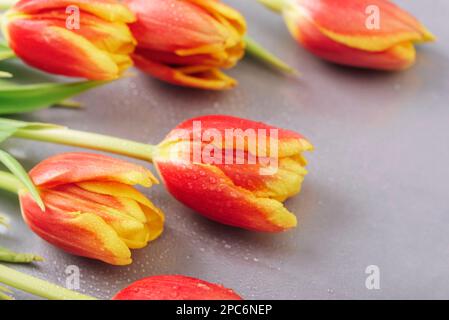 Red and yellow tulip flowers with dew drops on gray background. Spring holidays concept. Top view. Stock Photo