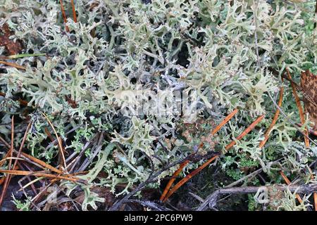 Cladonia crispata, commonly known as organ-pipe lichen, cup-bearing lichens from Finland Stock Photo