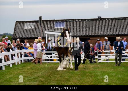 Large bay shire horses walk with handlers for judging, spectators watching (workhorse & gentle giant) - Great Yorkshire Show, Harrogate, England, UK. Stock Photo