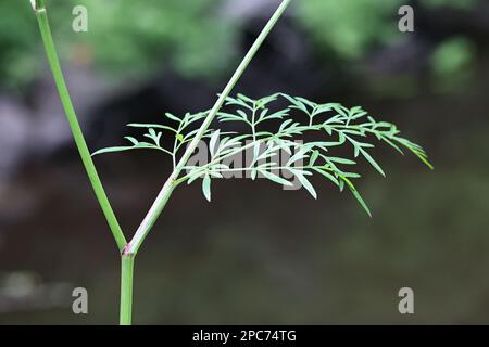 Leaf of Milk-parsley, Peucedanum palustre, also known as Hogfennel or Marsh hog's fennel, wild plant from Finland Stock Photo