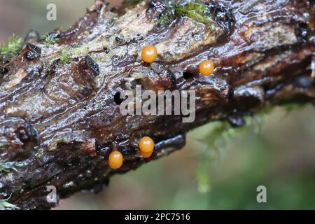 Trichia botrytis, a slime mold from Finland, no common English name Stock Photo
