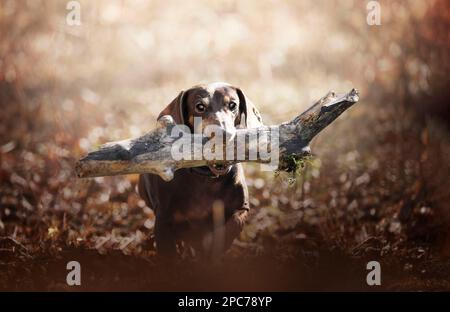 A short-haired dachshund in the forest carrying a stick Stock Photo