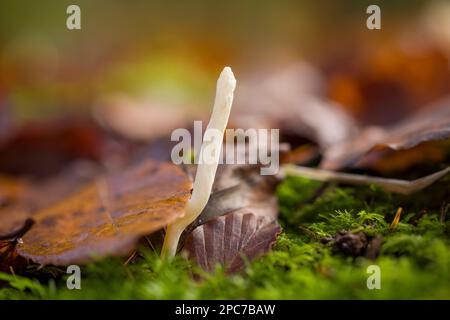 A solitary Wrinkled Club Fungus (Clavulina rugosa) fruiting body growing in the leaf litter of a broadleaf woodland in autumn, Somerset, England. Stock Photo