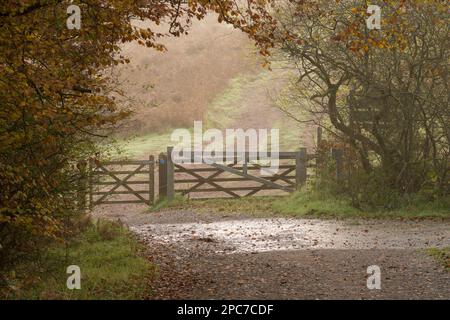 The bridlepath at Rowberrow Warren leading to Back Down in the Mendip Hills National Landscape, Somerset, England. Stock Photo
