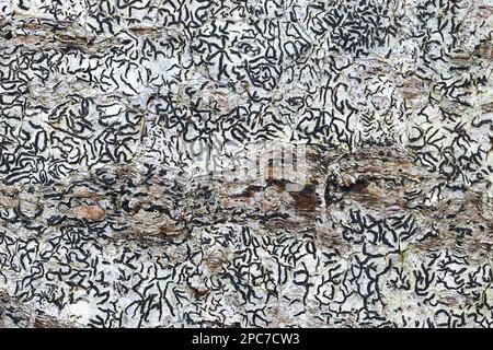 Graphis scripta, commonly known as script lichen or secret writing lichen Stock Photo