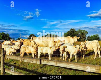 Charolais cattle (Bos primigenius taurus), herd, breeding bull with cows and calves in a pasture, Skåne, Skane, Skåne, South Sweden, Sweden, Europe Stock Photo