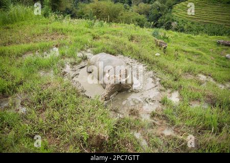 Full body shot of a mud covered Indonesian buffalo taking a mud bath, in the background a rice terrace Stock Photo