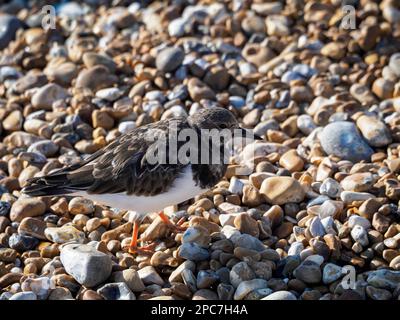 Ruddy Turnstone (Arenaria interpres) on the Beach in Hastings Stock Photo