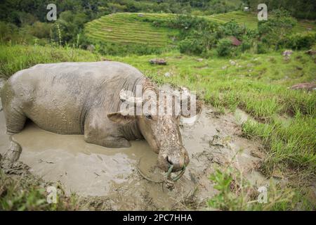 Full body shot of a mud covered Indonesian buffalo taking a mud bath, in the background a rice terrace Stock Photo
