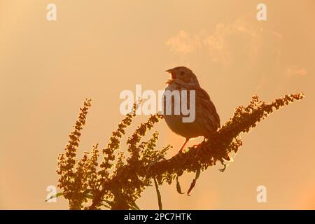 Corn Bunting (Emberiza calandra) on the singing platform in the morning backlight with breathing plume, Middle Elbe Biosphere Reserve Stock Photo