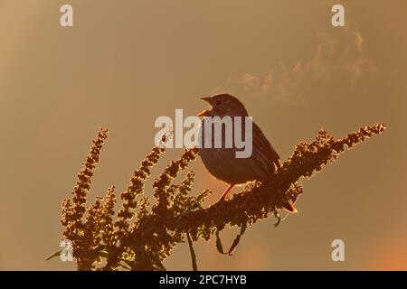 Corn Bunting (Emberiza calandra) on the singing platform in the morning backlight with breathing plume, Middle Elbe Biosphere Reserve Stock Photo