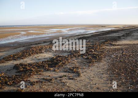 View of strandline on sandy beach at dawn low tide, The Wash, Old Hunstanton, Norfolk, England, United Kingdom Stock Photo