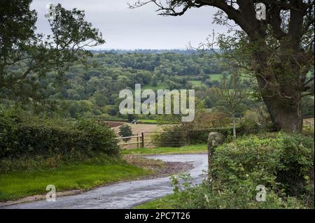 View of country lane, tractor ploughing in field and woodland on hillside in distance, Shepton Mallet, Somerset, England, United Kingdom Stock Photo