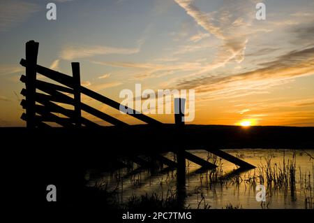 Fencing silhouetted in marshland habitat at sunrise, Elmley National Nature Reserve, North Kent Marshes, Isle of Sheppey, Kent, England, United Stock Photo