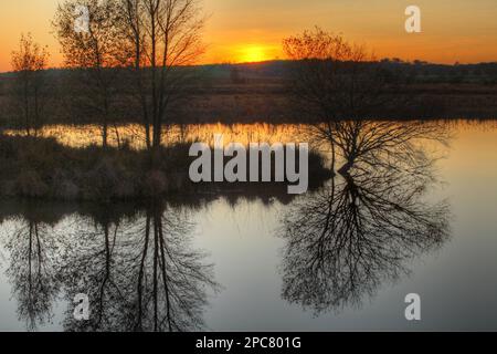 View of trees reflected in pond, in raised bog habitat at sunset, Cors Caron National Nature Reserve, Ceredigion, Wales, United Kingdom, Europe Stock Photo