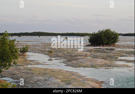 View of mangroves in coastal lagoon habitat, Zapata Peninsula, Matanzas Province, Cuba Stock Photo