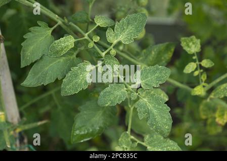 Two-spotted spider mite, Tetranychus urticae, grazing damage on leaves of a greenhouse tomato plant, Berkshire, England, United Kingdom Stock Photo