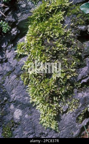 Common short-stalked moss, Crutched short-stalked moss (brachythecium rutabulum), Short capsule moss, Cone moss, Mosses, Rough-stalked feather-moss Stock Photo