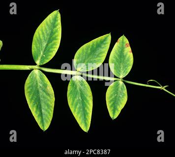 Manganese deficiency (Mn) symptom on pea leaf Stock Photo