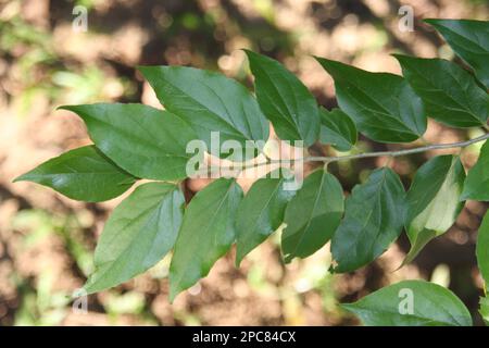 Leaf of Flacourtia inermis, Batoko plum Stock Photo