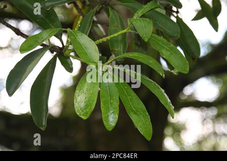 Dog poison family, Alstonia scholaris leaf Stock Photo