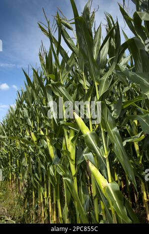 Maize (Zea mays) crop, cobs on stalks in field, Pennsylvania (U.) S. A Stock Photo