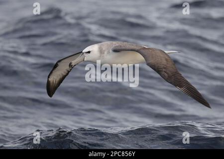 White-capped albatross (Thalassarche steadi) immature, flying over the sea, off New Zealand Stock Photo
