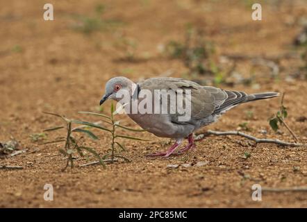 African mourning dove (Streptopelia decipiens ambigua), adult, feeding on the ground, Kruger N. P. Great Limpopo Transfrontier Park, South Africa Stock Photo