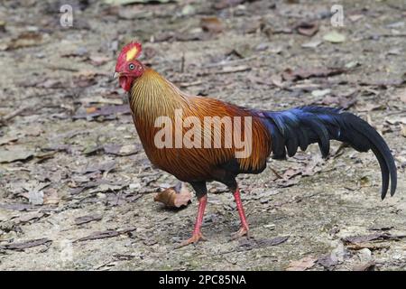 Gallus lafayettii, Ceylon Junglefowl, Lafayette Junglefowl, sri lankan junglefowls (Gallus lafayetii), chicken birds, animals, birds, Ceylon Stock Photo