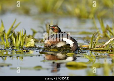 Black-necked Grebe (Podiceps nigricollis nigricollis) adult, breeding plumage, calling to mate, wings outstretched, sitting on nest, Danube Delta Stock Photo