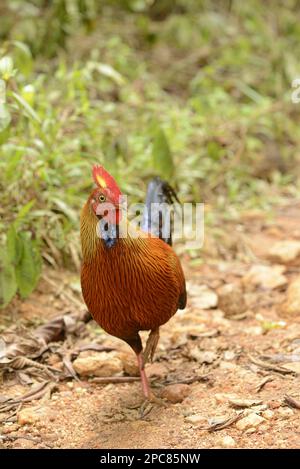 Gallus lafayettii, Ceylon Junglefowl, Lafayette Junglefowl, sri lankan junglefowls (Gallus lafayetii), Chicken Birds, Animals, Birds, Ceylon Stock Photo