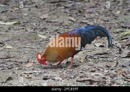 Gallus lafayettii, Ceylon Junglefowl, Lafayette Junglefowl, sri lankan junglefowls (Gallus lafayetii), chicken birds, animals, birds, Ceylon Stock Photo