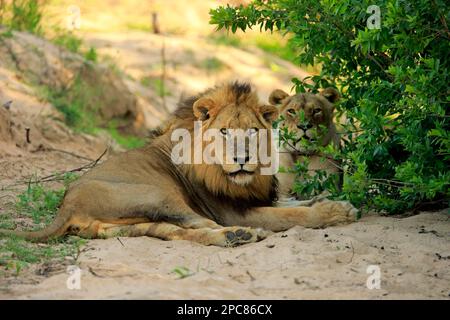 Lion (Panthera leo), adult pair, in a dry riverbed, Sabi Sand Game Reserve, Kruger National Park, South Africa Stock Photo